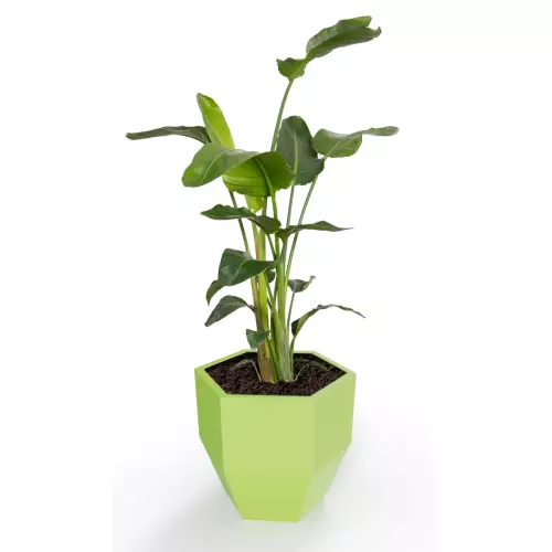 Donica Kalas z zasadzoną strelicją w kolorze zielonym