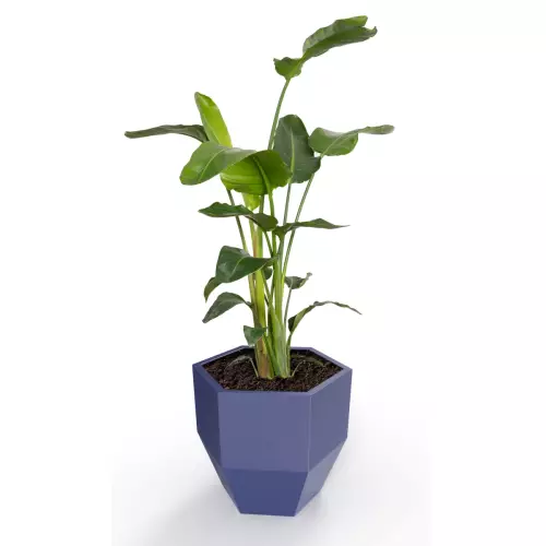 Donica Kalas z zasadzoną strelicją w kolorze niebieskim