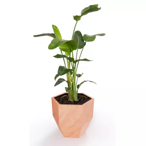 Donica Kalas z zasadzoną strelicją w kolorze terakota