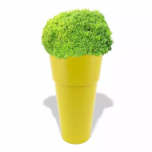 Cytrynowa donica Kari z bukszpanem