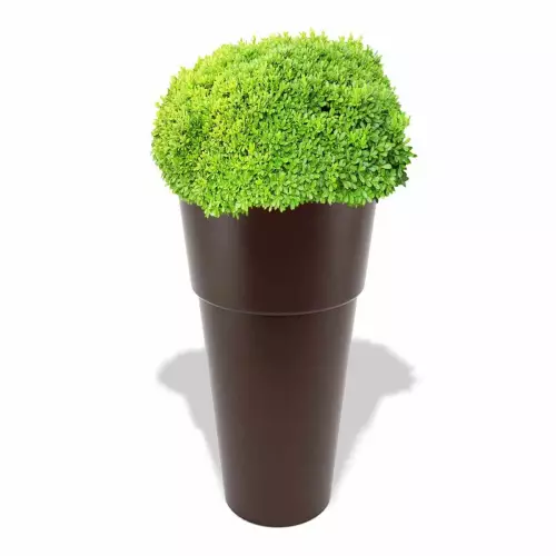 Czekoladowa donica Kari z bukszpanem