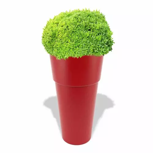 Czerwona donica Kari z bukszpanem