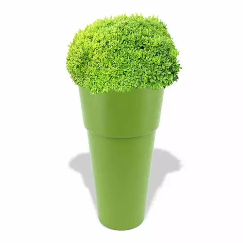 Limonkowa donica Kari z bukszpanem