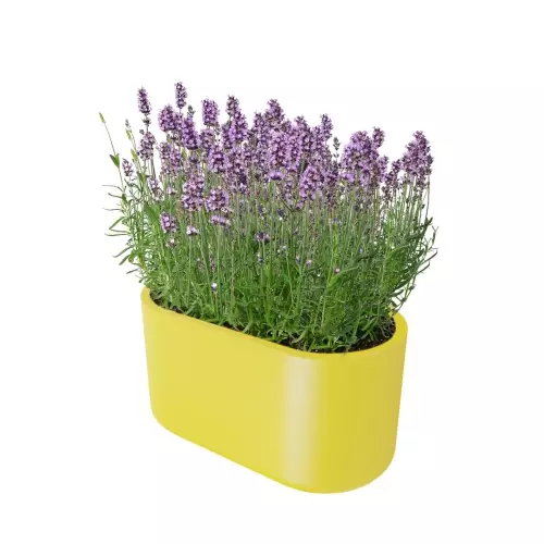 Lawenda w donicy LETO 42 w kolorze cytryna