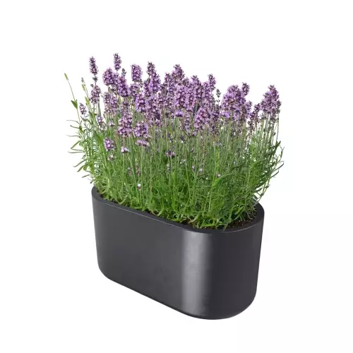 Lawenda w czarnej donicy LETO 42