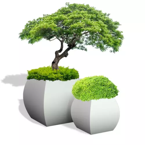 Białe donice Mars 70 z bukszpanem i Mars 100 z bonsai