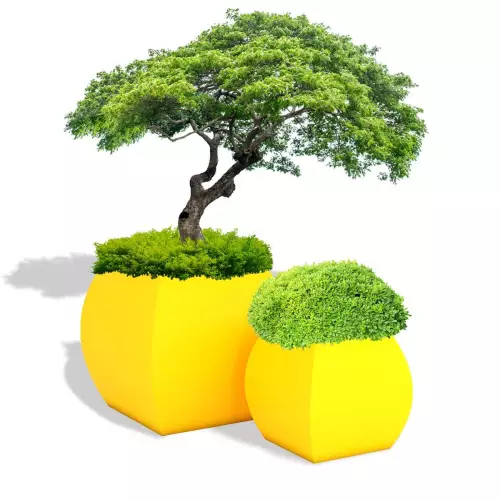 Cytrynowe donice Mars 70 z bukszpanem i Mars 100 z bonsai