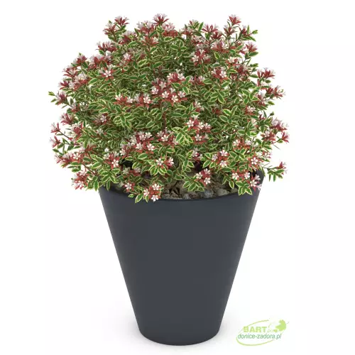 Donica z polietylenu MERCURY