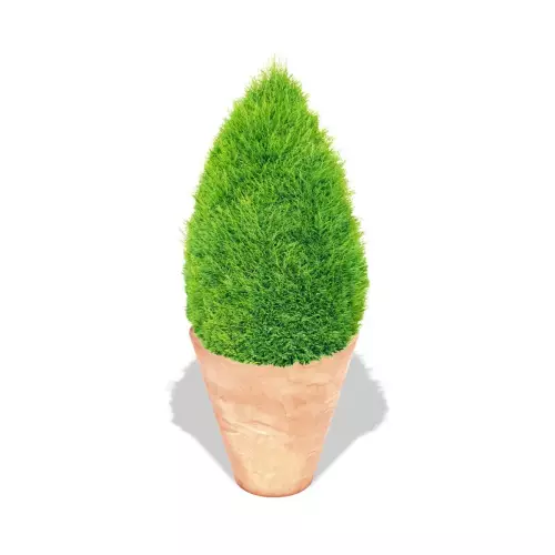 Terakotowa donica Mercury z cisem