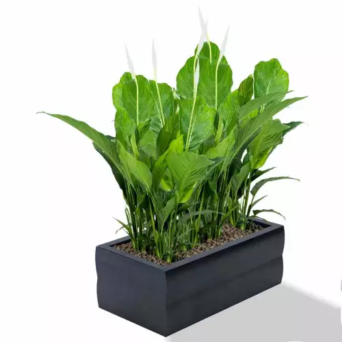 Czarna donica Nyx  z skrzydłokwiatem