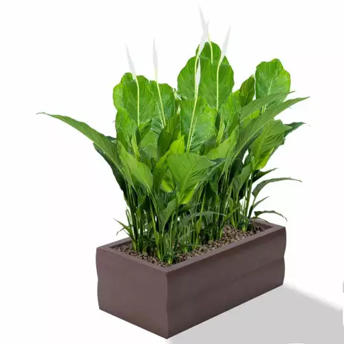 Czekoladowa donica Nyx  z skrzydłokwiatem