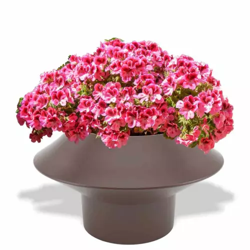 Czekoladowa donica Pagoda z pelargonią