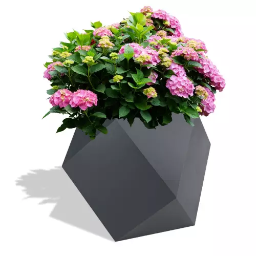 Antracytowa donica Pandora z hortensją