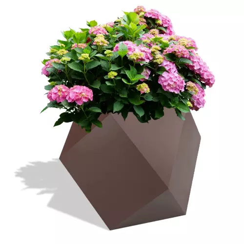 Czekoladowa donica Pandora z hortensją