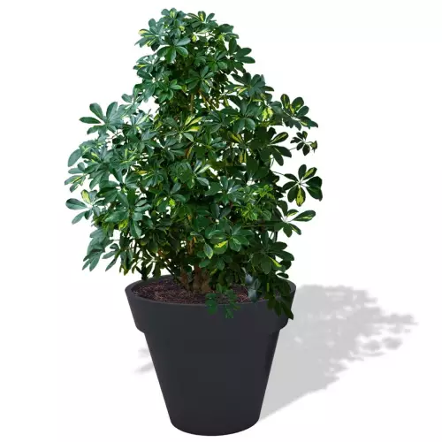 Antracytowa donica Saturn z szeflerą