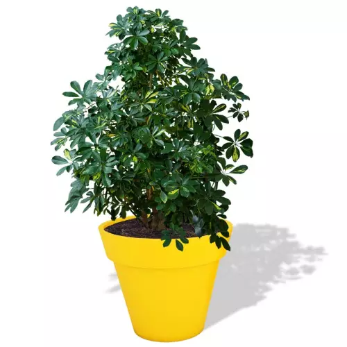 Cytrynowa donica Saturn z szeflerą