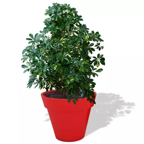 Czerwona donica Saturn z szeflerą