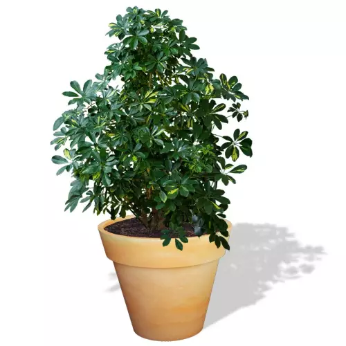 Terakotowa donica Saturn z szeflerą