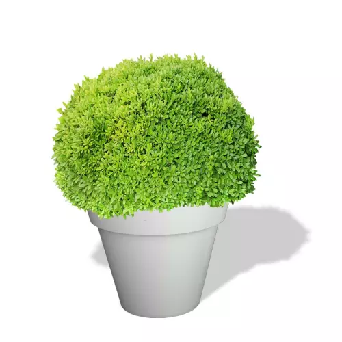 Biała donica Saturn z bukszpanem