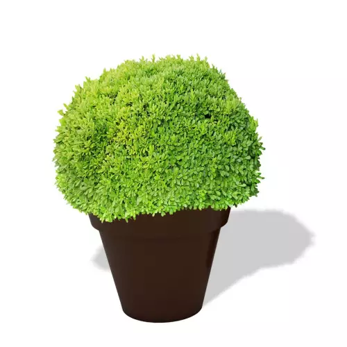 Czekoladowa donica Saturn z bukszpanem