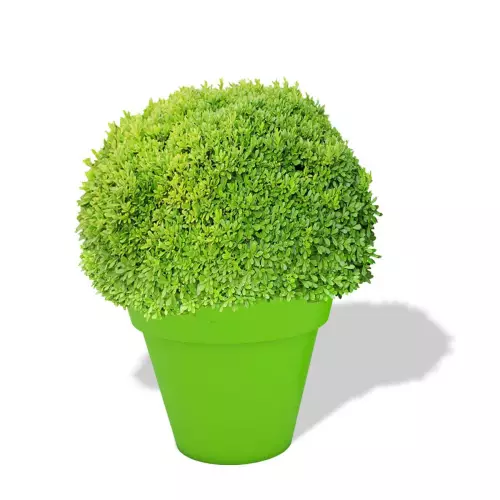 Limonkowa donica Saturn z bukszpanem