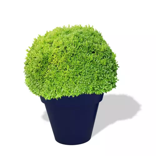 Niebieska donica Saturn z bukszpanem