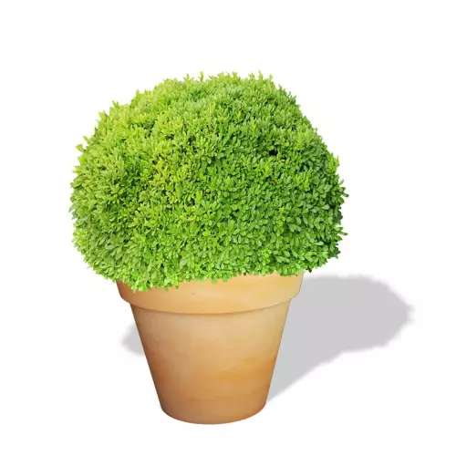 Terakotowa donica Saturn z bukszpanem