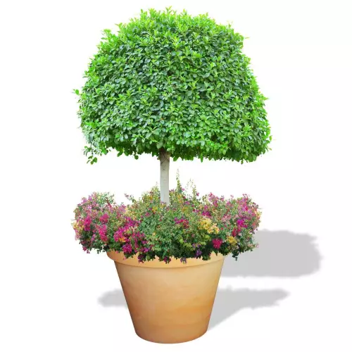 Terakotowa donica Saturn z drzewkiem i rabatą kwiatową