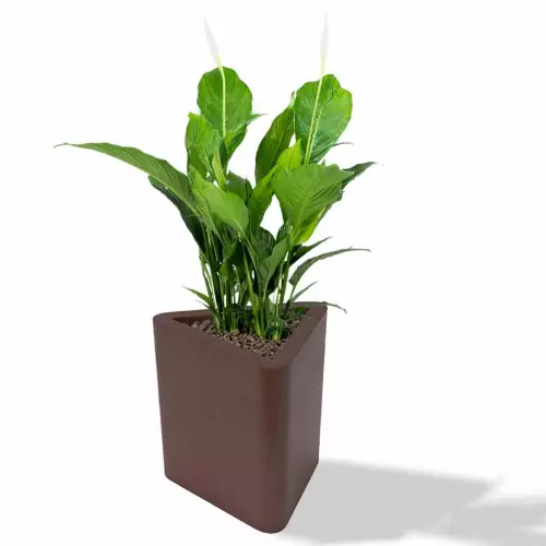 Czekoladowa donica Triton z skrzydłokwiatem