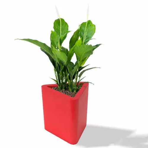 Czerwona donica Triton z skrzydłokwiatem