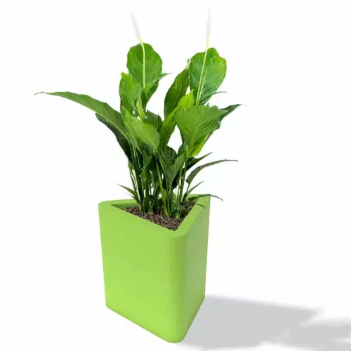 Limonkowa donica Triton z skrzydłokwiatem