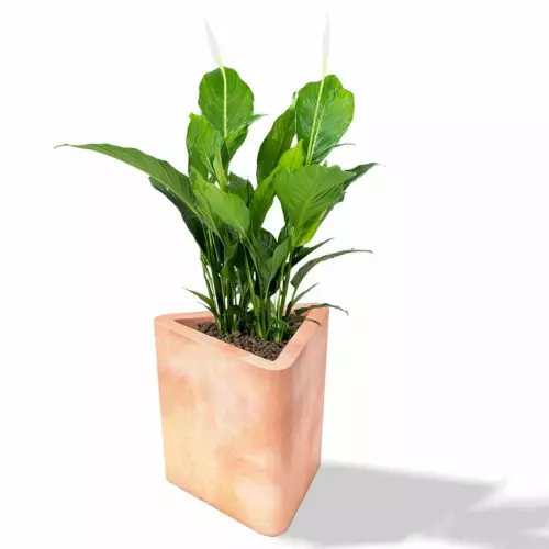 Donica Triton w kolorze terakoty z skrzydłokwiatem