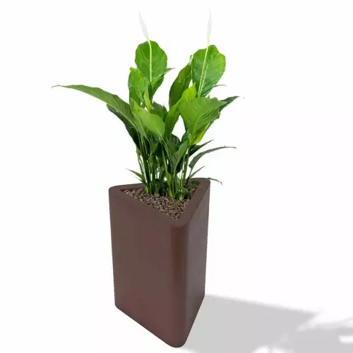 Czekoladowa donica Triton z skrzydłokwiatem