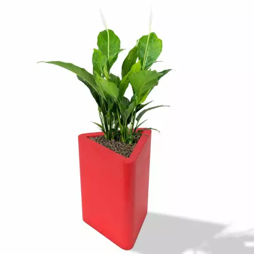 Czerwona donica Triton z skrzydłokwiatem