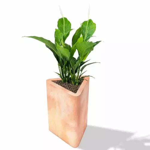 Donica Triton w kolorze terakoty z skrzydłokwiatem