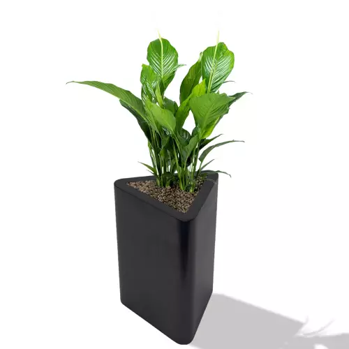 Skrzydłokwiat w czarnej donicy TRITON 68