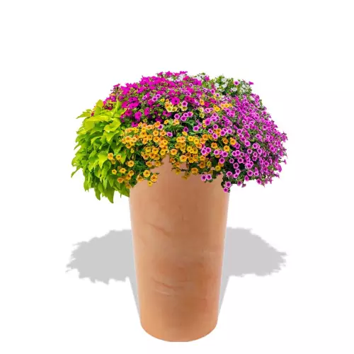 Terakotowa donica Uran z pelargoniami w aranżacji