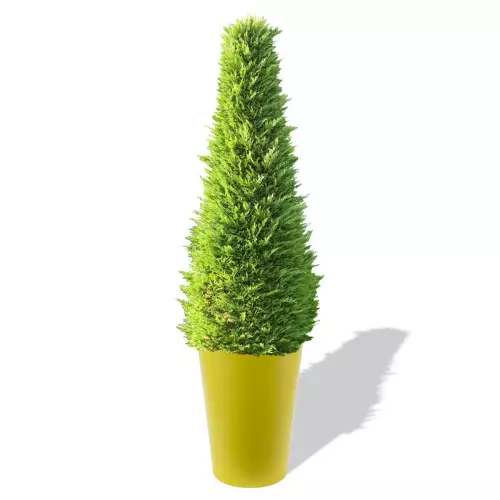 Cytrynowa donica Uran z żywotnikiem