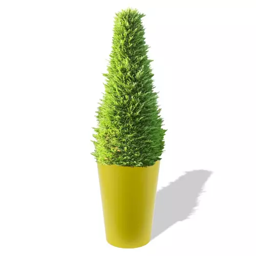 Cytrynowa donica Uran z żywotnikiem