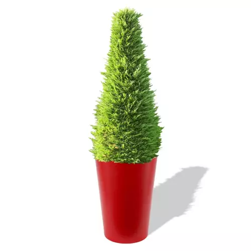 Czerwona donica Uran z żywotnikiem