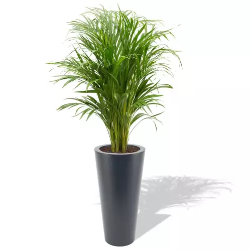 Antracytowa donica Venus z areką