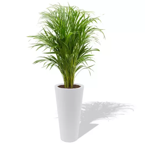 Biała donica Venus z areką