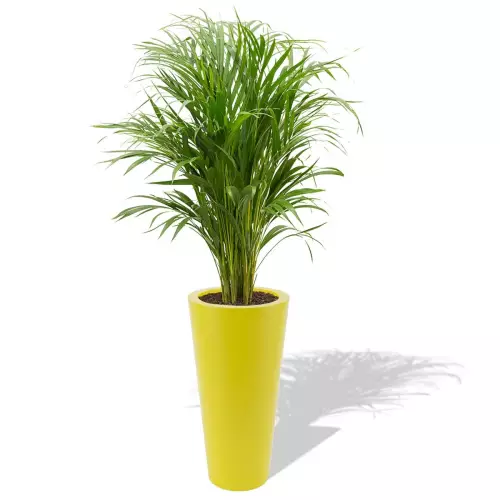 Cytrynowa donica Venus z areką