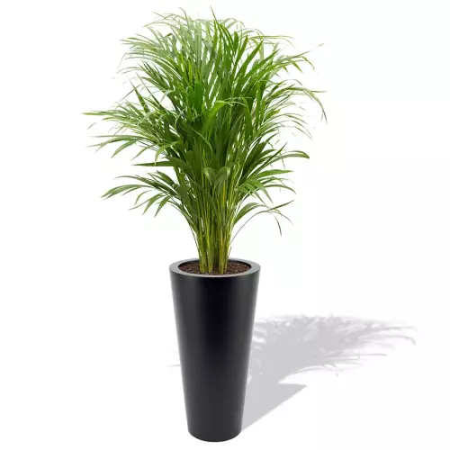 Czarna donica Venus z areką