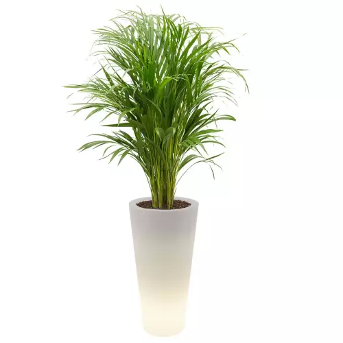 Podświetlana donica Venus z areką