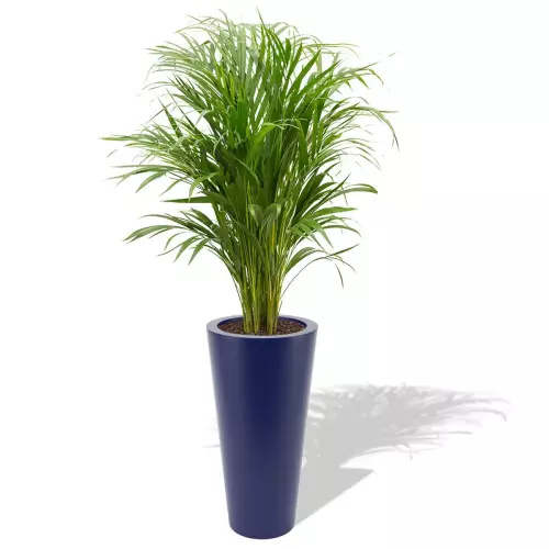 Niebieska donica Venus z areką