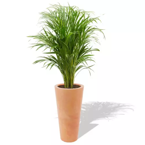 Terakotowa donica Venus z areką