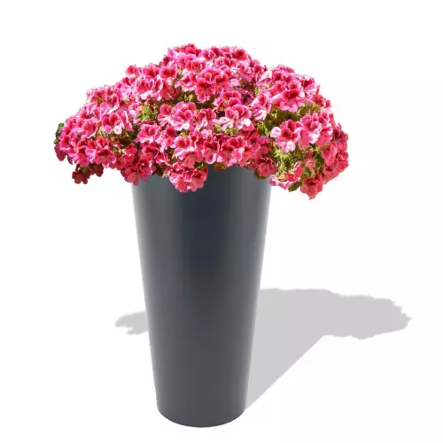 Antracytowa donica Venus z pelargonią