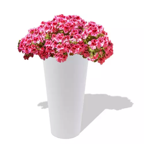 Biała donica Venus z pelargonią