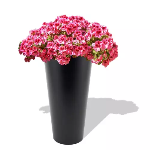 Czarna donica Venus z pelargonią